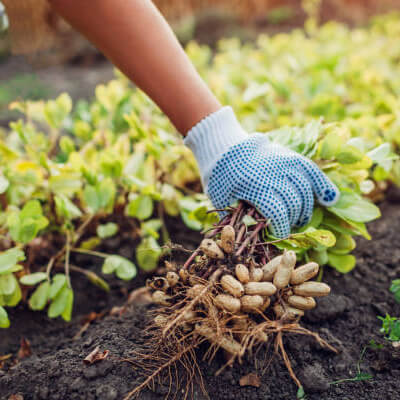 agri industry in India