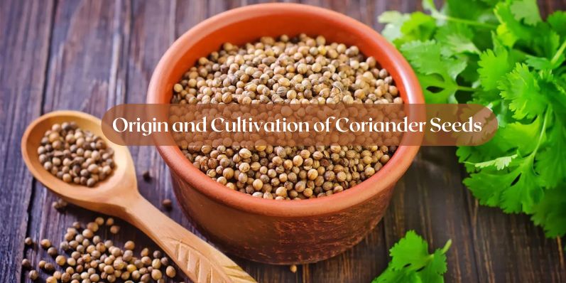 Origin and Cultivation of Coriander Seeds