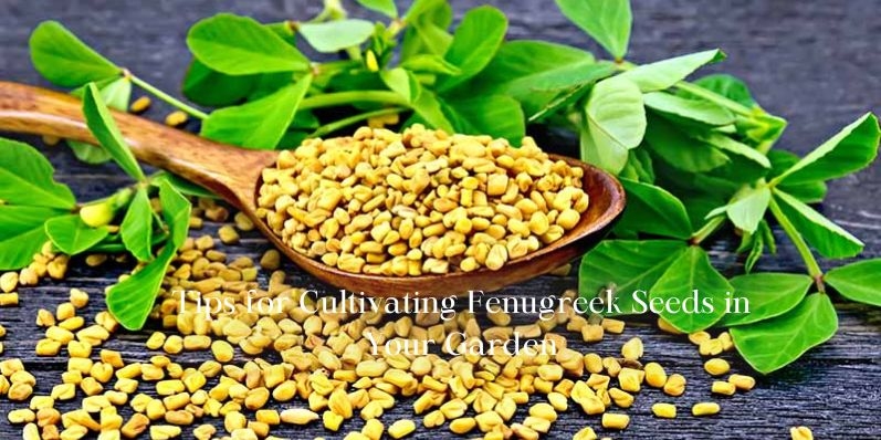 Fenugreek Seeds