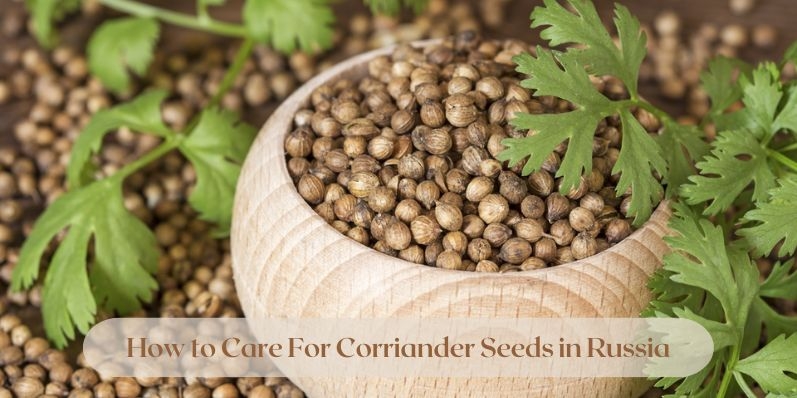 How to Care For Corriander Seeds in Russia